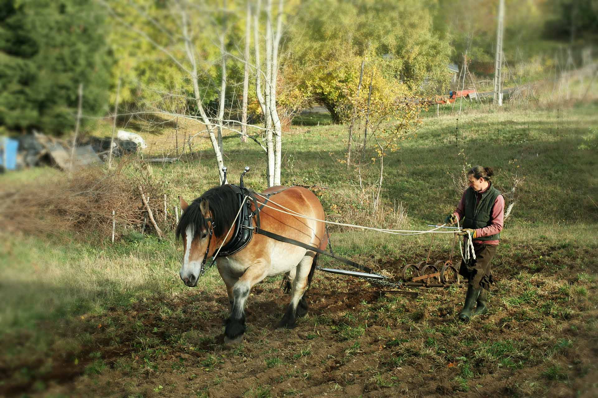 Travail à la ferme