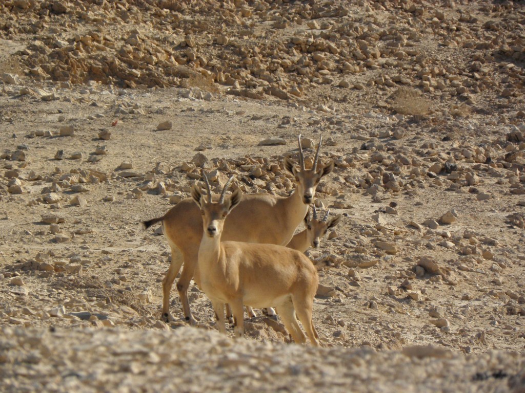 massada66-1024x768.jpg