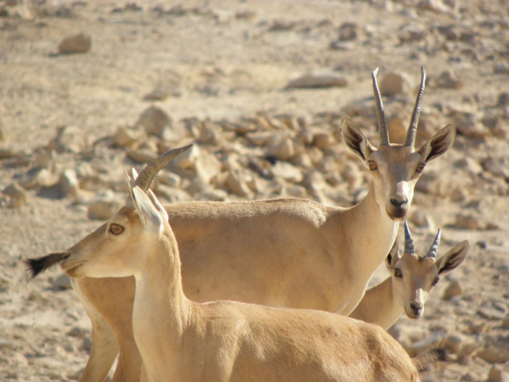 massada67-1024x768.jpg