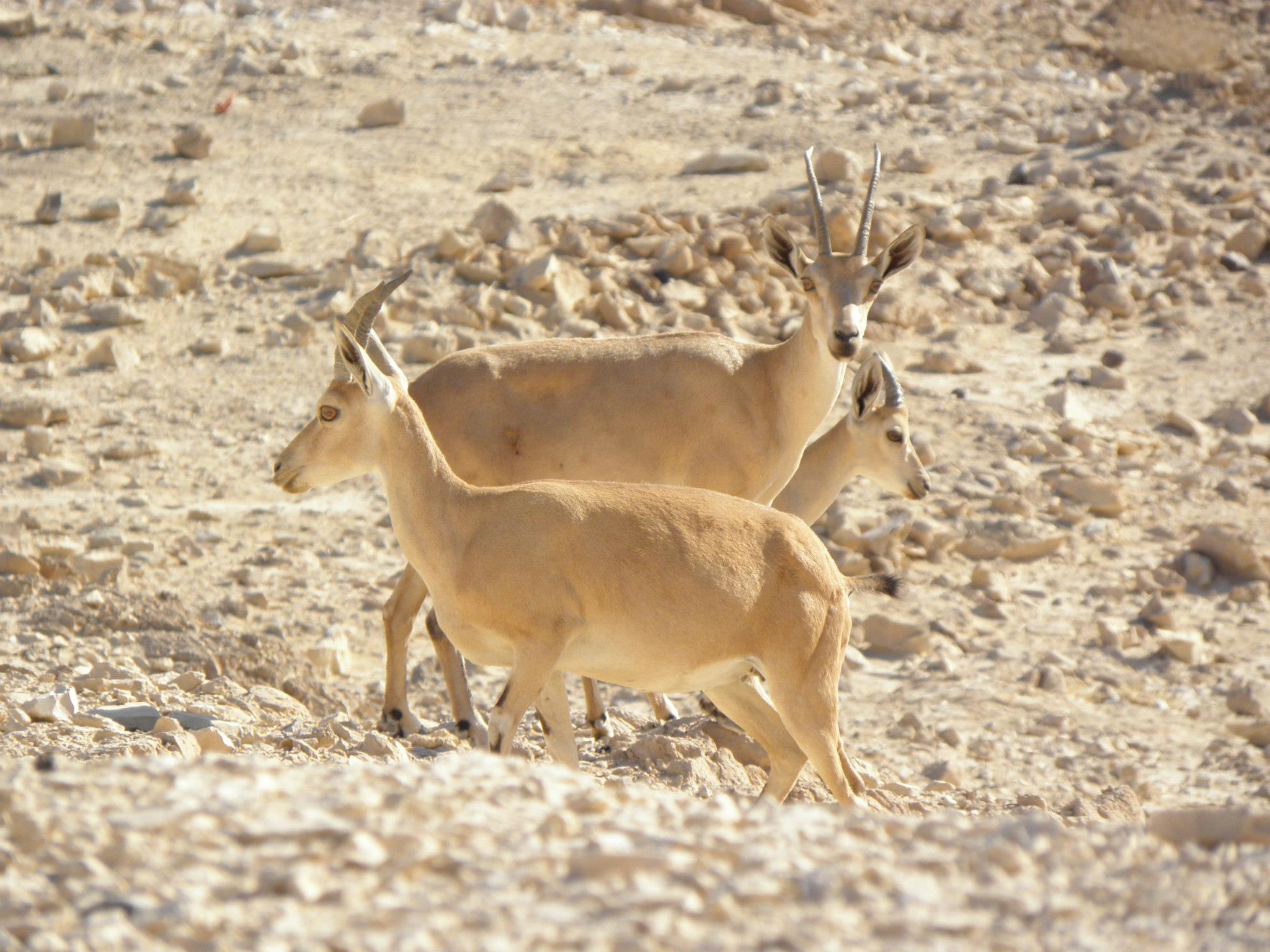 massada68.jpg