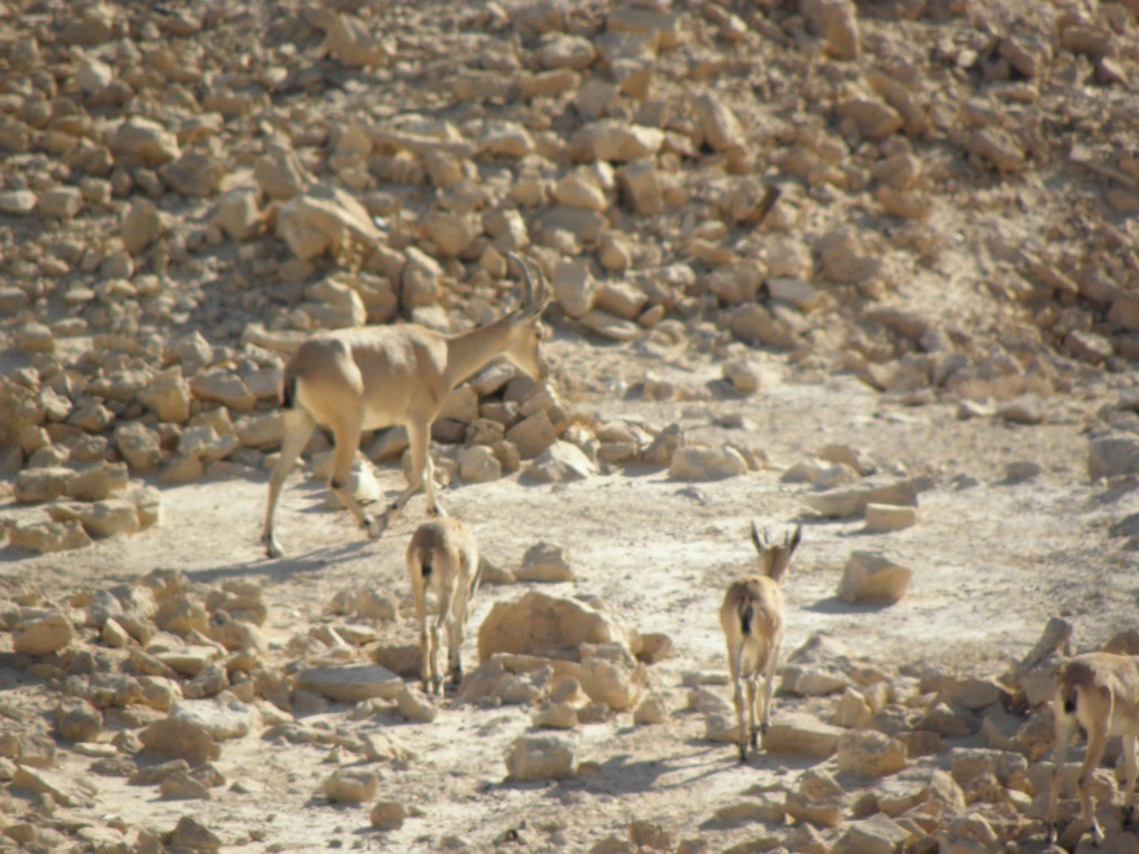 massada69-1024x768.jpg