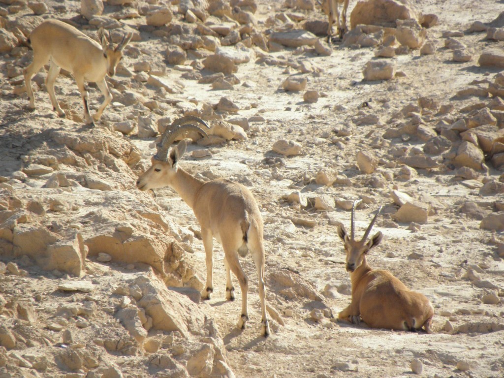 massada70.jpg