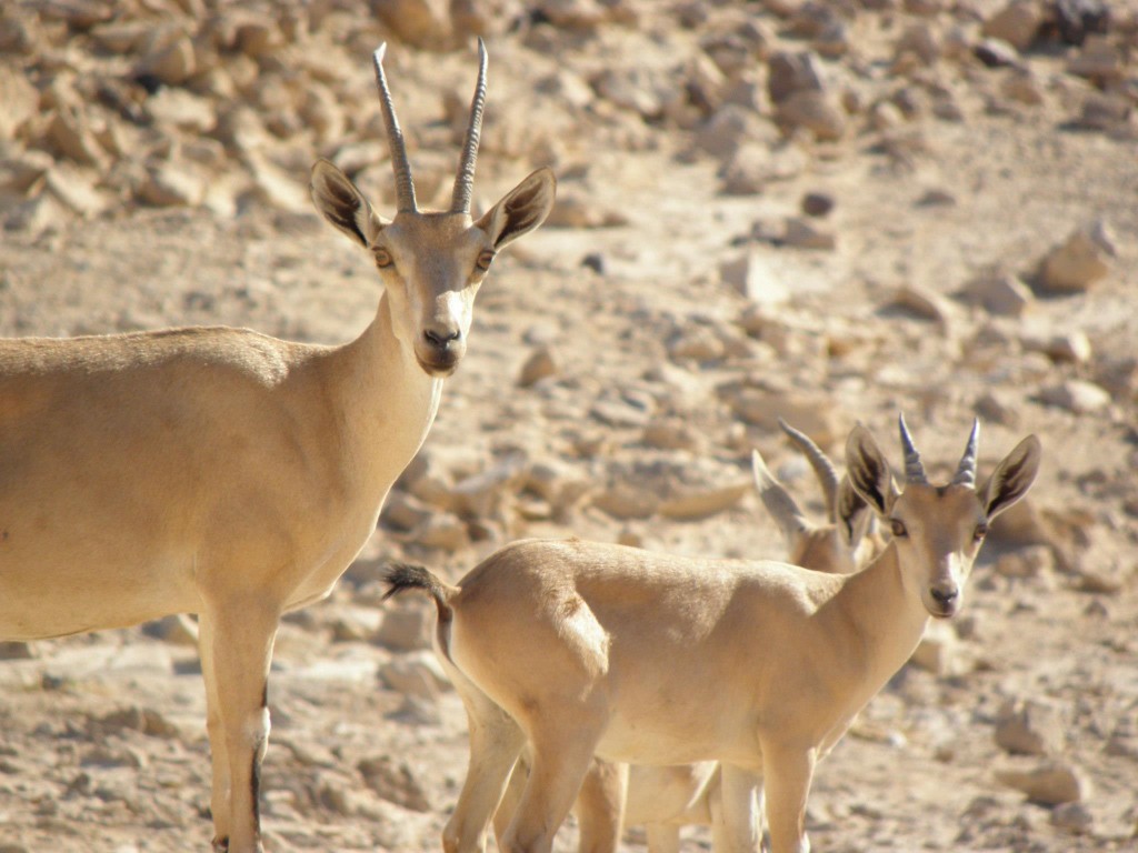 massada72-1024x768.jpg