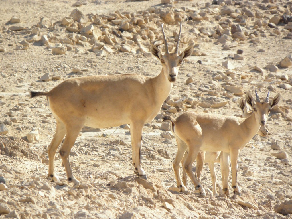 massada73-1024x768.jpg