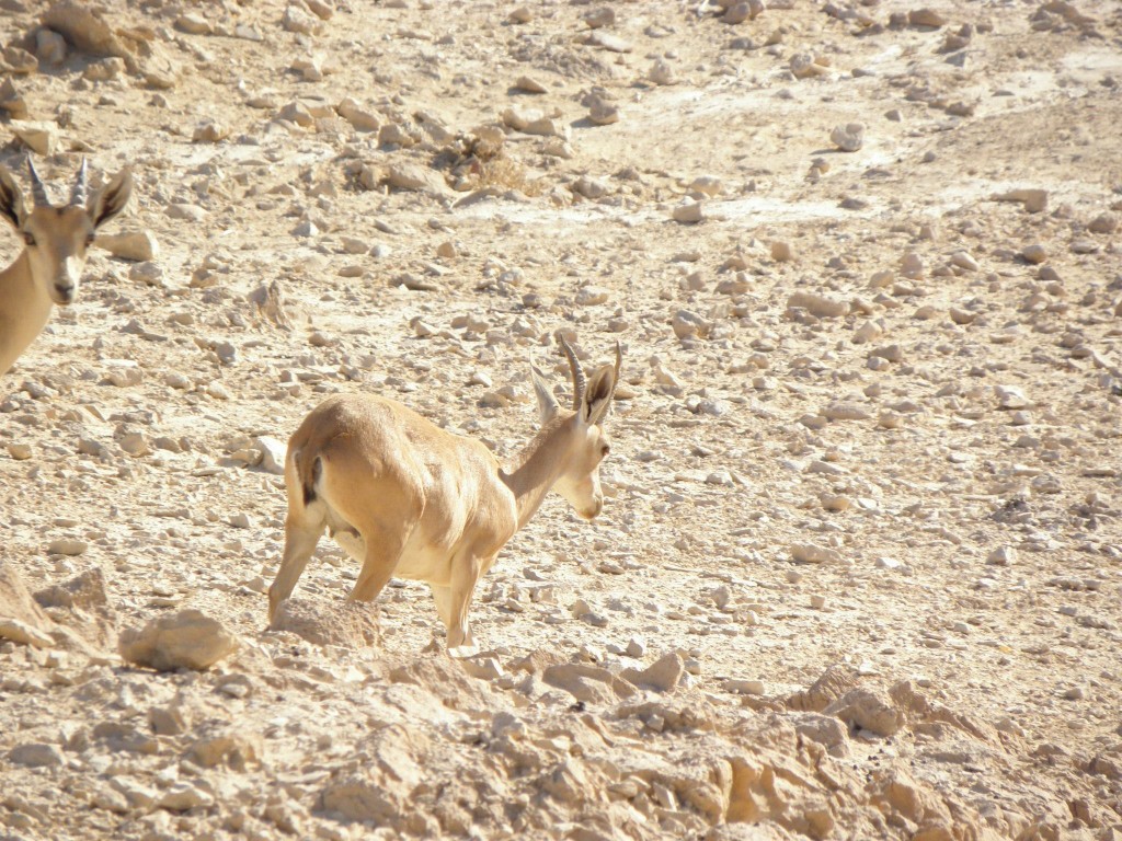 massada74-1024x768.jpg